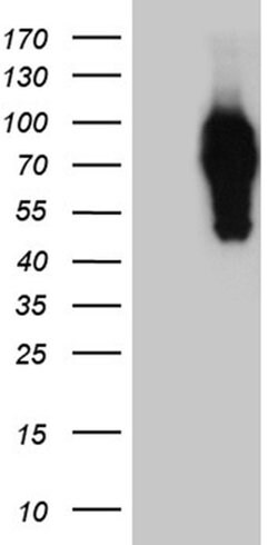 SYTL4 Monoclonal Antibody (OTI3G3), TrueMAB , OriGene 100 &mu;L; Unconjugated:Antibodies,