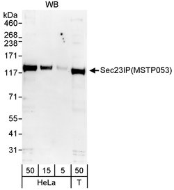 Sec23IP/MSTP053 Rabbit anti-Human, Polyclonal, Bethyl Laboratories 100
