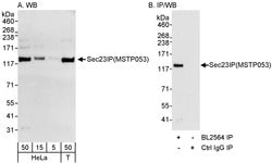 Sec23IP/MSTP053 Rabbit anti-Human, Polyclonal, Bethyl Laboratories 100