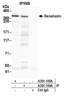 Senataxin Rabbit anti-Human, Polyclonal, Bethyl Laboratories 100 &mu;L;