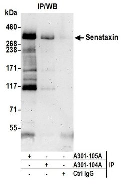Senataxin Rabbit anti-Human, Polyclonal, Bethyl Laboratories 100 &mu;l;