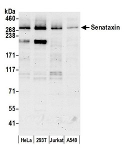 Senataxin Rabbit anti-Human, Polyclonal, Bethyl Laboratories 100 &mu;L;