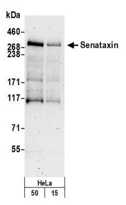 Senataxin Rabbit anti-Human, Polyclonal, Bethyl Laboratories 100 &mu;l;