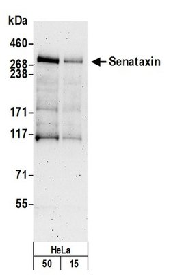 Senataxin Polyclonal Antibody, Bethyl Laboratories 20 &mu;L; Unconjugated:Antibodies,