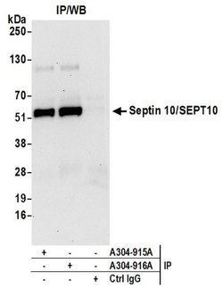 Septin 10/SEPT10 Rabbit anti-Human, Polyclonal, Bethyl Laboratories 10