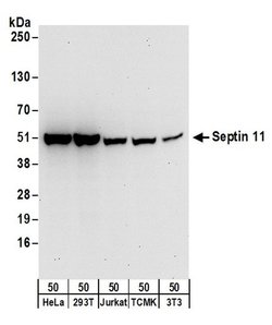 Septin 11 Rabbit anti-Human, Mouse, Polyclonal, Bethyl Laboratories 100