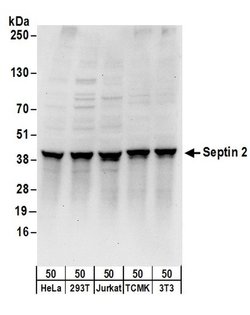 Septin 2 Rabbit anti-Human, Mouse, Polyclonal, Bethyl Laboratories 100