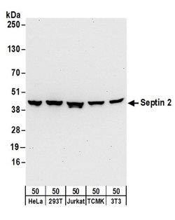 Septin 2 Rabbit anti-Human, Mouse, Polyclonal, Bethyl Laboratories 100