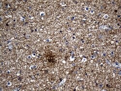 Septin 3 Monoclonal Antibody (OTI3C8), TrueMAB , OriGene 100 &mu;L; Unconjugated:Antibodies,
