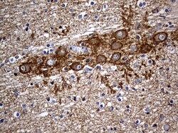 Septin 3 Monoclonal Antibody (OTI3H6), TrueMAB , OriGene 100 &mu;L; Unconjugated:Antibodies,