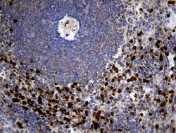 Septin 3 Monoclonal Antibody (OTI3H6), TrueMAB , OriGene 100 &mu;L; Unconjugated:Antibodies,