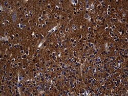 Septin 3 Monoclonal Antibody (OTI2G3), TrueMAB , OriGene 100 &mu;L; Unconjugated:Antibodies,