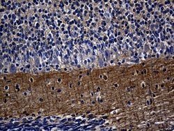 Septin 3 Monoclonal Antibody (OTI2G3), TrueMAB , OriGene 100 &mu;L; Unconjugated:Antibodies,