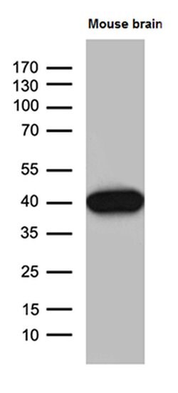 Septin 3 Monoclonal Antibody (OTI3C8), TrueMAB , OriGene 100 &mu;L; Unconjugated:Antibodies,