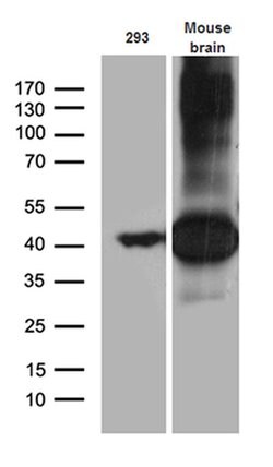 Septin 3 Monoclonal Antibody (OTI3H6), TrueMAB , OriGene 100 &mu;L; Unconjugated:Antibodies,