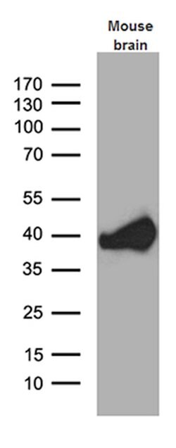 Septin 3 Mouse anti-Human, Mouse, Clone: OTI1D10, lyophilized, TrueMAB 100 &mu;g | Buy Online | Origene Technologies | Fisher Scientific