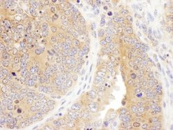 Septin 7 Rabbit anti-Human, Mouse, Polyclonal, Bethyl Laboratories 100
