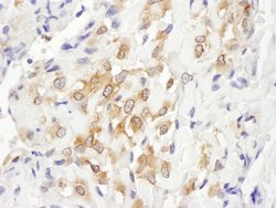 Septin 7 Rabbit anti-Human, Mouse, Polyclonal, Bethyl Laboratories 100