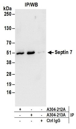 Septin 7 Rabbit anti-Human, Mouse, Polyclonal, Bethyl Laboratories 100