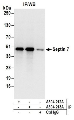 Septin 7 Rabbit anti-Human, Mouse, Polyclonal, Bethyl Laboratories 100