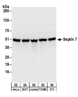 Septin 7 Rabbit anti-Human, Mouse, Polyclonal, Bethyl Laboratories 100