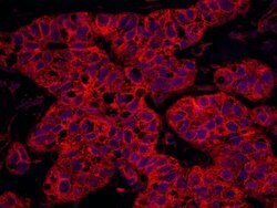Septin 9 Rabbit anti-Human, Polyclonal, Bethyl Laboratories 100 &mu;L;