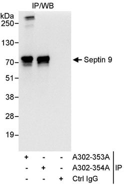 Septin 9 Rabbit anti-Human, Polyclonal, Bethyl Laboratories 100 &mu;L;