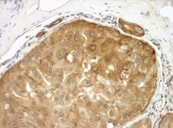 Septin 9 Polyclonal Antibody, Bethyl Laboratories 100 &mu;L; Unconjugated:Antibodies,