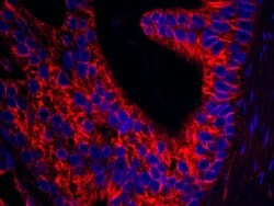 Septin 9 Polyclonal Antibody, Bethyl Laboratories 100 &mu;L; Unconjugated:Antibodies,