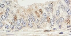 Sin1 Rabbit anti-Human, Polyclonal, Bethyl Laboratories 100 &mu;L; Unconjugated:Antibodies,