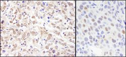 Sin3A Rabbit anti-Human, Mouse, Polyclonal, Bethyl Laboratories 100 &mu;L;