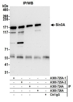 Sin3A Rabbit anti-Human, Polyclonal, Bethyl Laboratories 100 &mu;L; Unconjugated:Antibodies,