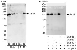 Sin3A Rabbit anti-Human, Mouse, Polyclonal, Bethyl Laboratories 100 &mu;L;