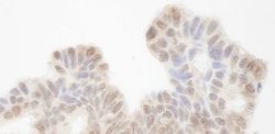 Sin3A Polyclonal Antibody, Bethyl Laboratories 10 &mu;L; Unconjugated:Antibodies,
