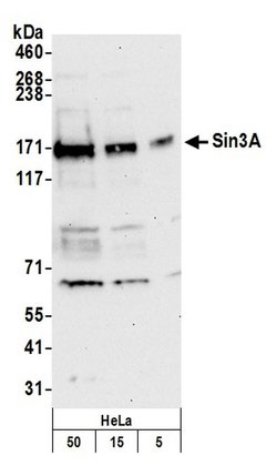 Sin3A Polyclonal Antibody, Bethyl Laboratories:Antibodies:Primary Antibodies