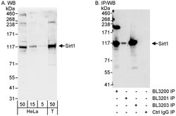 Sirt1 Rabbit anti-Human, Polyclonal, Bethyl Laboratories 100 &mu;L; Unconjugated:Antibodies,