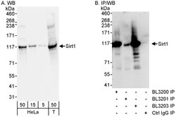 Sirt1 Rabbit anti-Human, Polyclonal, Bethyl Laboratories 100 &mu;L; Unconjugated:Antibodies,