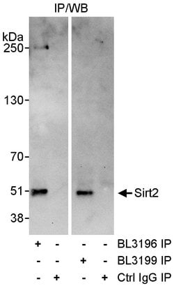 Sirt2 Rabbit anti-Human, Polyclonal, Bethyl Laboratories 10 &mu;l; Unlabeled:Antibodies,