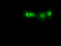 Sox17 Mouse anti-Canine, Human, Clone: OTI2G8, liquid, TrueMAB 100 &mu;L;