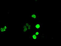Sox17 Mouse anti-Human, Clone: OTI5G6, lyophilized, TrueMAB 100 &mu;g;