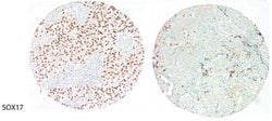 Sox17 Mouse anti-Canine, Human, Clone: OTI2G8, liquid, TrueMAB 100 &mu;L;