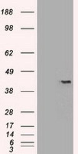 Sox17 Mouse anti-Human, Clone: OTI3B10, lyophilized, TrueMAB 100 &mu;g;