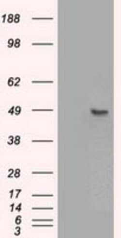 Sox17 Mouse anti-Human, Clone: OTI2F9, lyophilized, TrueMAB 100 &mu;g;