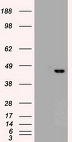 Sox17 Mouse anti-Canine, Human, Clone: OTI3H5, liquid, TrueMAB 100 &mu;L;