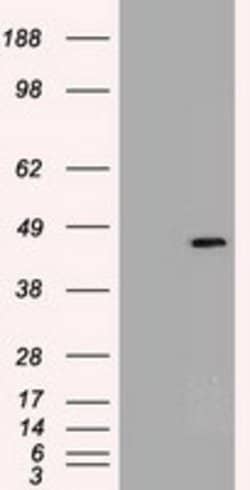 Sox17 Mouse anti-Canine, Human, Clone: OTI2G8, lyophilized, TrueMAB 100