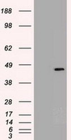 Sox17 Mouse anti-Canine, Human, Clone: OTI2G8, liquid, TrueMAB 100 &mu;L;
