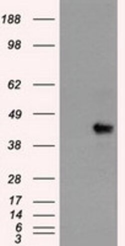 Sox17 Mouse anti-Human, Clone: OTI5G6, lyophilized, TrueMAB 100 &mu;g;