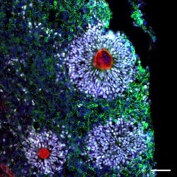 Invitrogen SOX2 Polyclonal Antibody:Antibodies:Primary Antibodies
