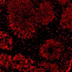 Invitrogen SOX2 Monoclonal Antibody (20G5) 100 &mu;g; Unconjugated:Antibodies,