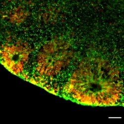 Invitrogen SOX2 Polyclonal Antibody:Antibodies:Primary Antibodies